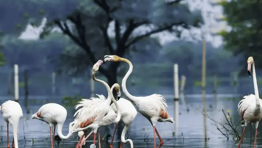 Sultanpur National Park